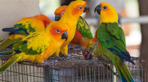 Exotic Bird For Sale In Kolkata Pet For Sale In Kolkata