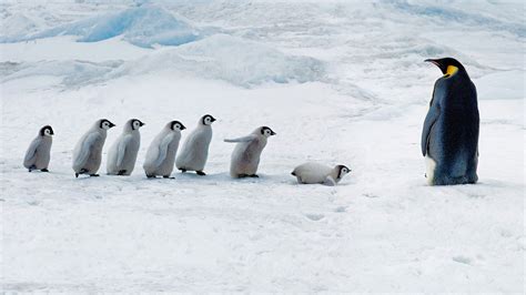 Penguins Animals Snow Winter Photography Ice Arctic Penguin