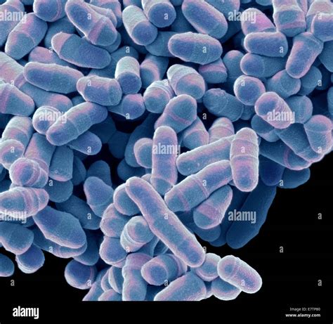 Coloured Scanning Electron Micrograph Sem Of Schizosaccharomyces