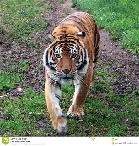 Sumatran Tiger Stock Image Image Of Exotic Cats Endangered 45187