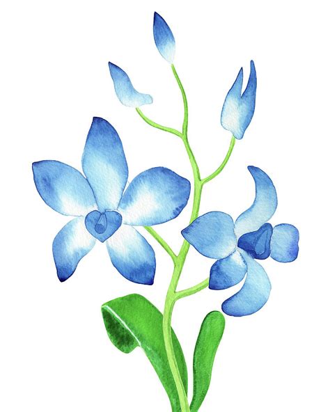 Blue Orchid Flower Drawing Ubicaciondepersonascdmxgobmx