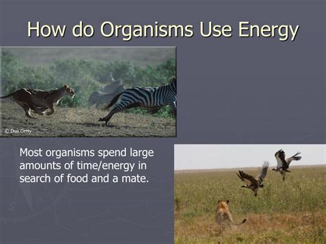 Ppt Chapter 5 Evolution And Community Ecology Powerpoint