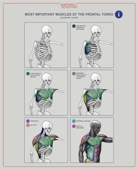 Anatomy For Sculptors Most Important Muscles Of The Frontal Torso