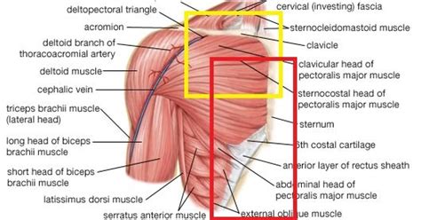 This large triangular muscle covers the glenohumeral joint. Stabbing Pain Between Shoulder Blades: results for quot ...