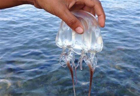 Box Jellyfish Chironex Fleckeri Jellyfish Boogers Perfume