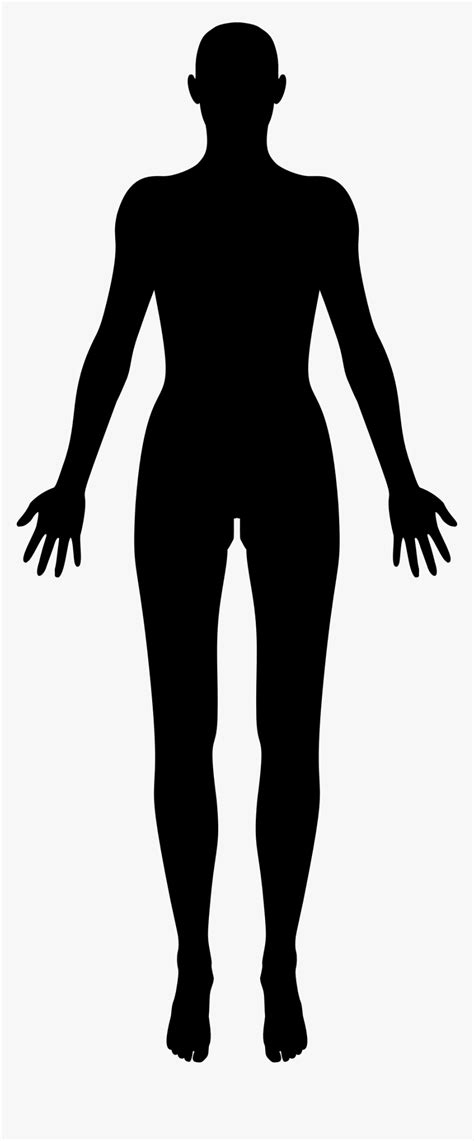 Female Body Shape Human Body Silhouette Clip Art Female Human Body Silhouette Hd Png Download