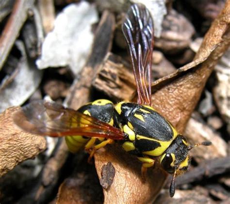 Les Noms Des Insectes Avec Photos Caractéristiques Et Liste