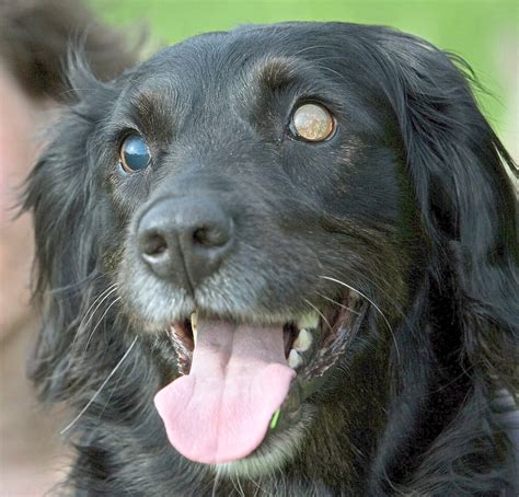 6 Tips For Caring For A Blind Dog The Star