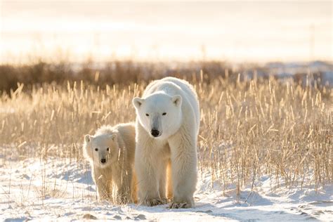 Best Places To See Polar Bears In The Wild Around The World