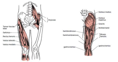 The deltoid (triangular), trapezius (trapezoid), serratus (saw‐toothed), and rhomboideus major (rhomboid) muscles have names that describe their shapes. Muscles That Move the Leg