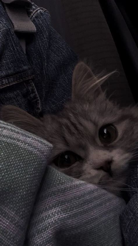 Christin Chrispine Adlı Kullanıcının แมว Panosundaki Pin Sevimli Kedi