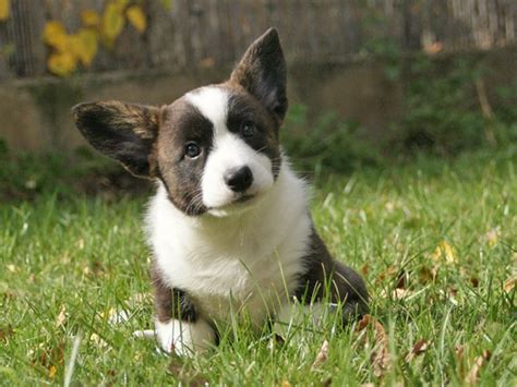 I do not have waitinglists and i do not take deposits on puppies that are not born yet. Cardigan Welsh Corgi Puppies, Cute Dog Pictures, Dog Photos