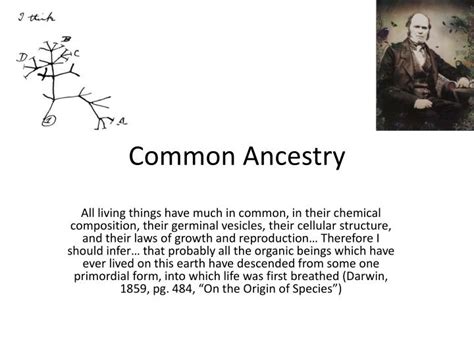 Ppt Common Ancestry Powerpoint Presentation Free Download Id2287124