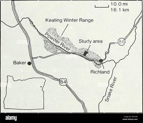 Behavior Of Mule Deer On The Keating Winter Range Mule Deer Oregon