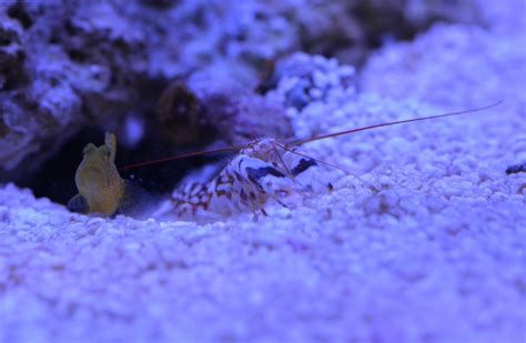 Pistol Shrimp Burying Coral Frag Inverts PNWMAS