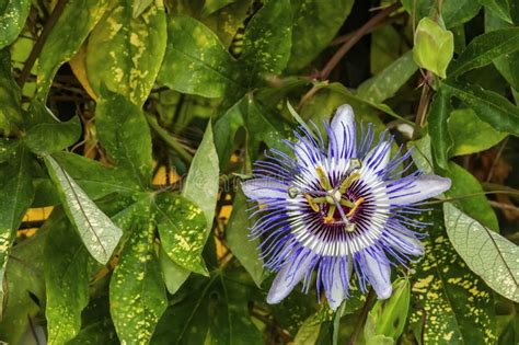 Blue Passion Flowers And Leaves In Nature Stock Image Image Of