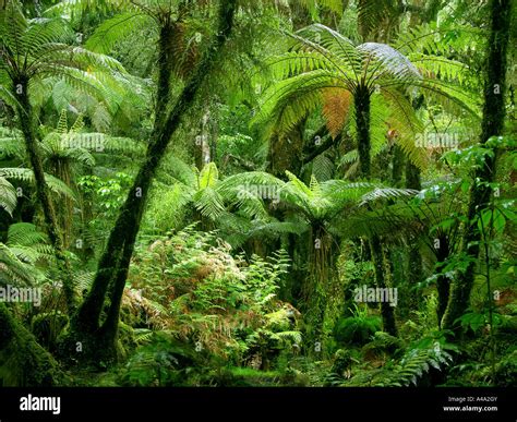 Tree Ferns In Subtropical Rainforest New Zealand Stock Photo 10983146