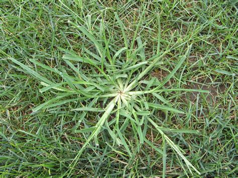 A Hot and Dry Mid-Tenn Summer Brings Grassy Weeds to Many Lawns: How ...