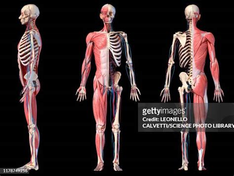Skeletal Muscular System Photos And Premium High Res Pictures Getty