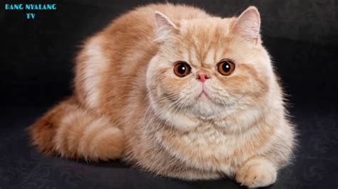 Pencinta Kucing Pasti Ngiler Nonton Ini 6 Jenis Kucing Paling Mahal