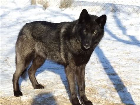 The german shepherd wolf mix is as beautiful as you imagine them to be. Pin on pets