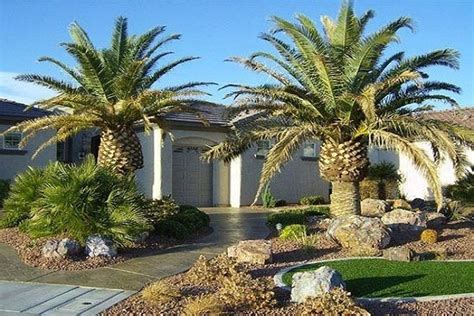 Small Palm Trees For Your Front Yard A Guide To Choosing The Right Ones
