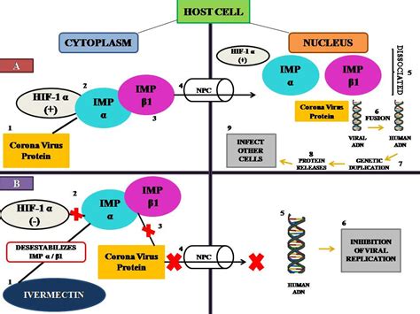 97 studies, 59 peer reviewed, 60 with results comparing treatment and control groups. Therapeutic potential of ivermectin for COVID-19 - Authorea