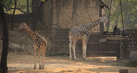 National Zoological Park Delhi Timings Entry Fee Safari Images