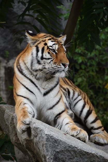 Premium Photo Portrait Of Siberian Tiger Resting On Rocks