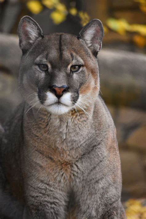 A Beautiful Male Puma In Le Cornelle Zoo Wild Cats Cats And Kittens