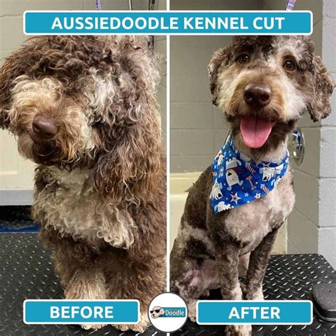 Aussiedoodle Haircut Styles Before And After Grooming Photos