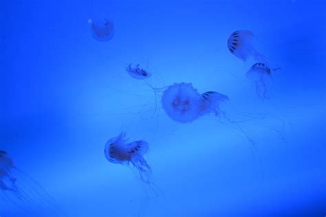 Free Images Sea Ocean Animal Underwater Jellyfish Blue