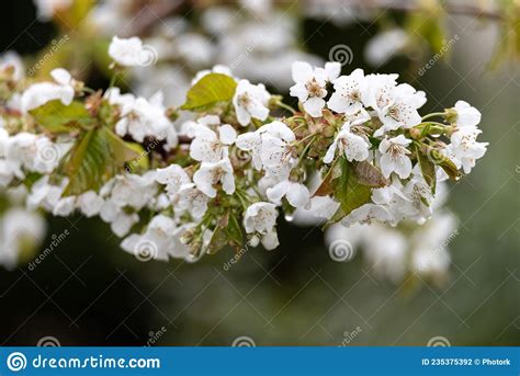 Flowering Of Fruit Trees White Flowers On A Cherry Tree Branch Stock