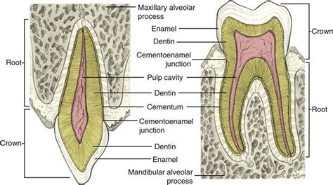 4 Dental Anatomy Dental Anatomy Dental Laboratory Dental