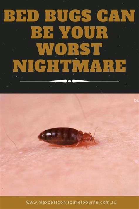 We Are Going To Provide You With Some Information On Bed Bug