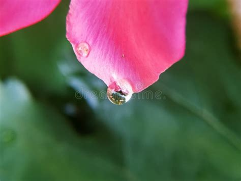 Water Drop On Pink Petal Of Oleander Flower With Green Leaves Stock