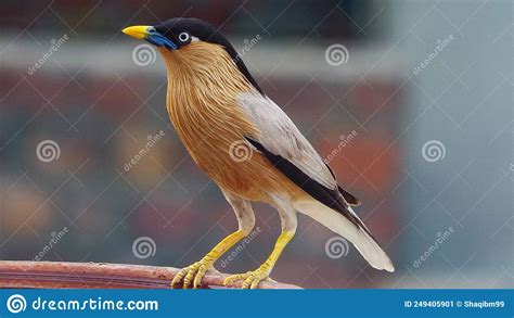 Brahminy Myna Or Brahminy Starling Bird Urban Bird Stock Image Image