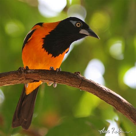 Venezuelan Troupial Birds Of Venezuela Bird Images From Foreign
