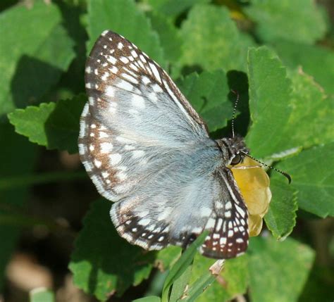 Texas Butterflies And Moths Of North America