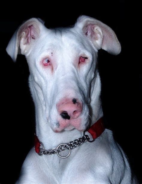 Red Nose Pitbull Great Dane Mix Aminals Pitbulls Great Dane Dogs Dogs