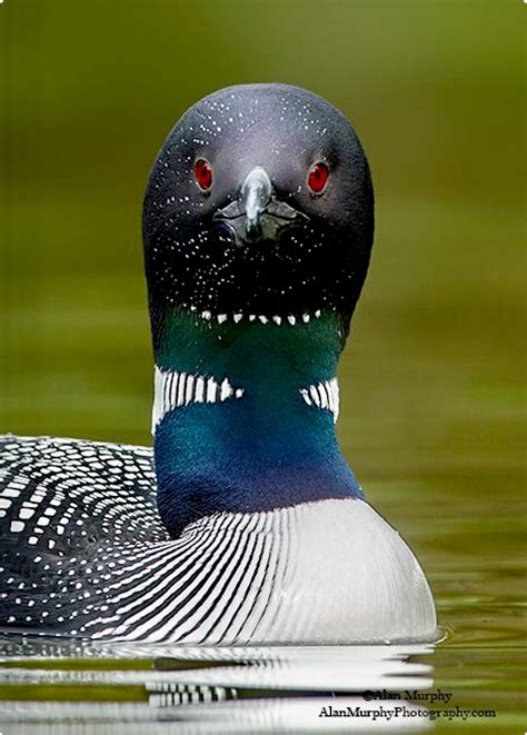 Closeup Of A Common Loon Gavia Odd Looking Face Straight On With Its