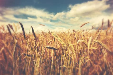 Rediscovering The Ancient Wheat Varieties My Gut Instinct