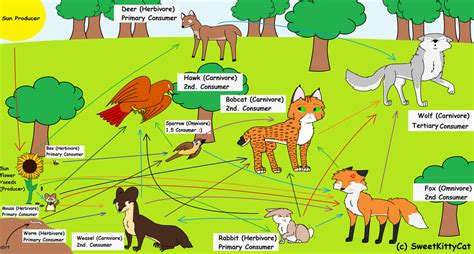 Food Web Biome Temperate Forest By Sweetkittycat On Deviantart