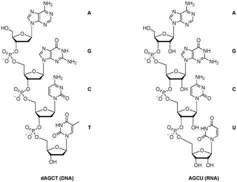 Cell Biology Why Is Dna Double Stranded And Rna Single Stranded