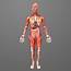 Human Female Anatomy Body 3d Model