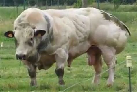 Worlds Strongest Bull Genetic Mutation Creates Bodybuilder Cattle