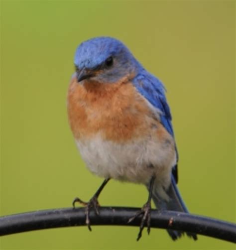 How To Attract Eastern Bluebirds To Your Gardens Hubpages