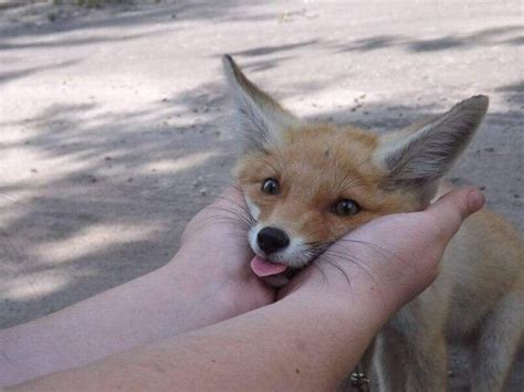 24 Funny Fox Pictures That Will Make You Fall In Love With
