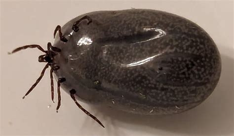Engorged Tick Ixodes Pacificus Ixodes Bugguidenet