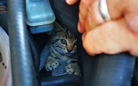 Engine Purring Kitten Rescued From Inside Car After Disappearing Into Exhaust Pipe